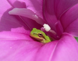 squirrel tree frog                          